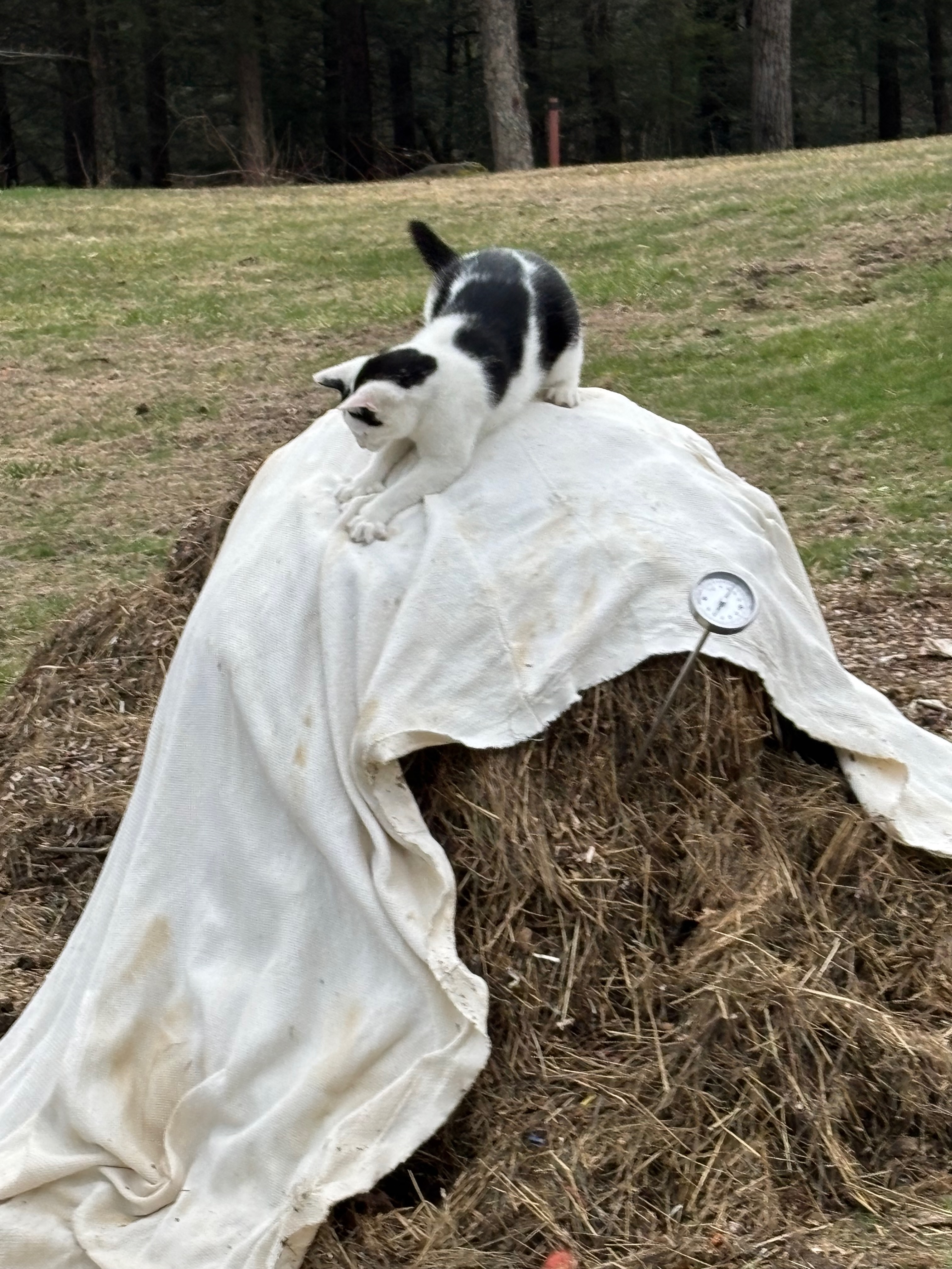 Farm cat inspecting a covered thermophilic compost pile with temperature probe