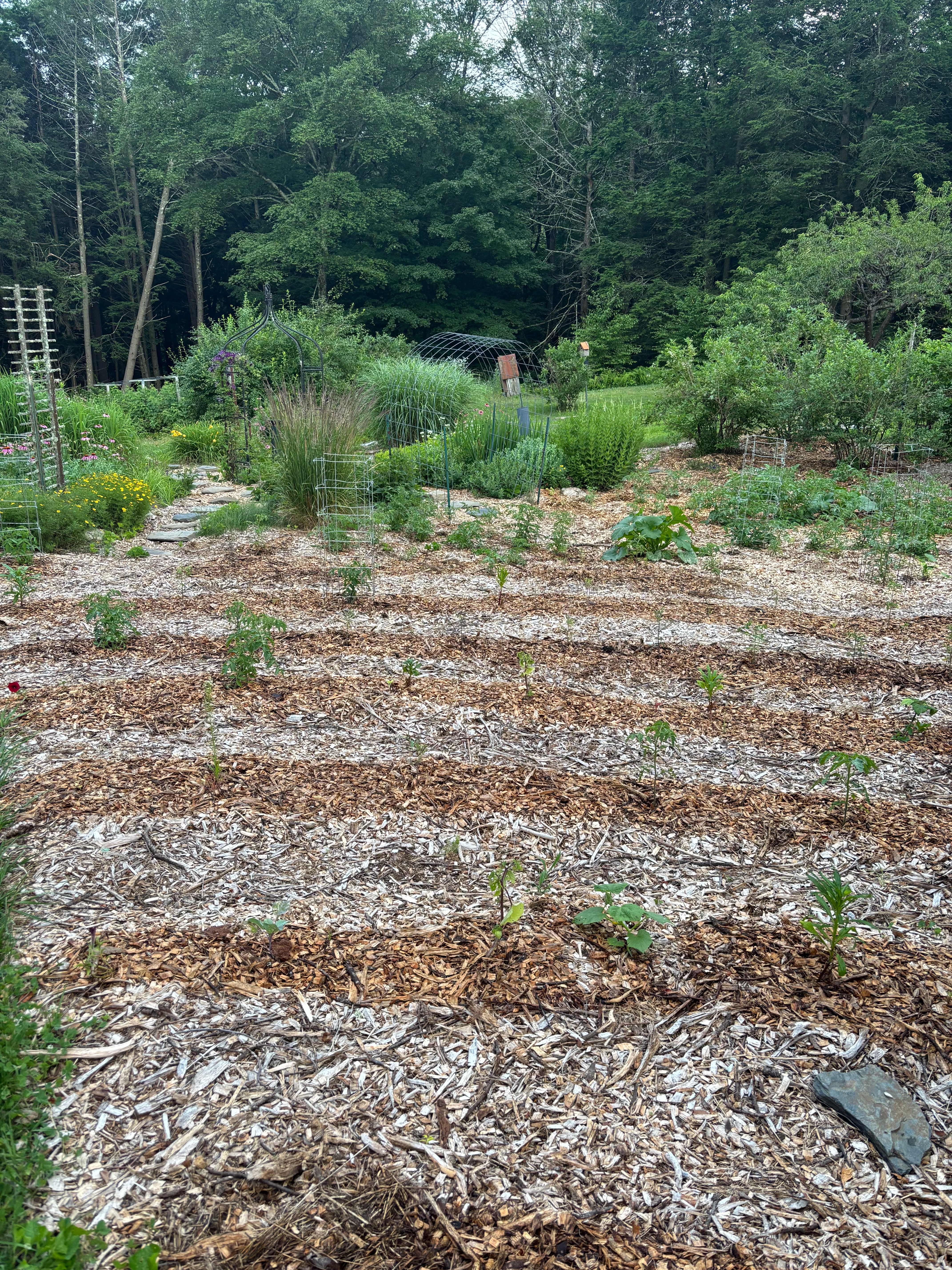 Wood-chip mulched garden with established plants and fruit trees