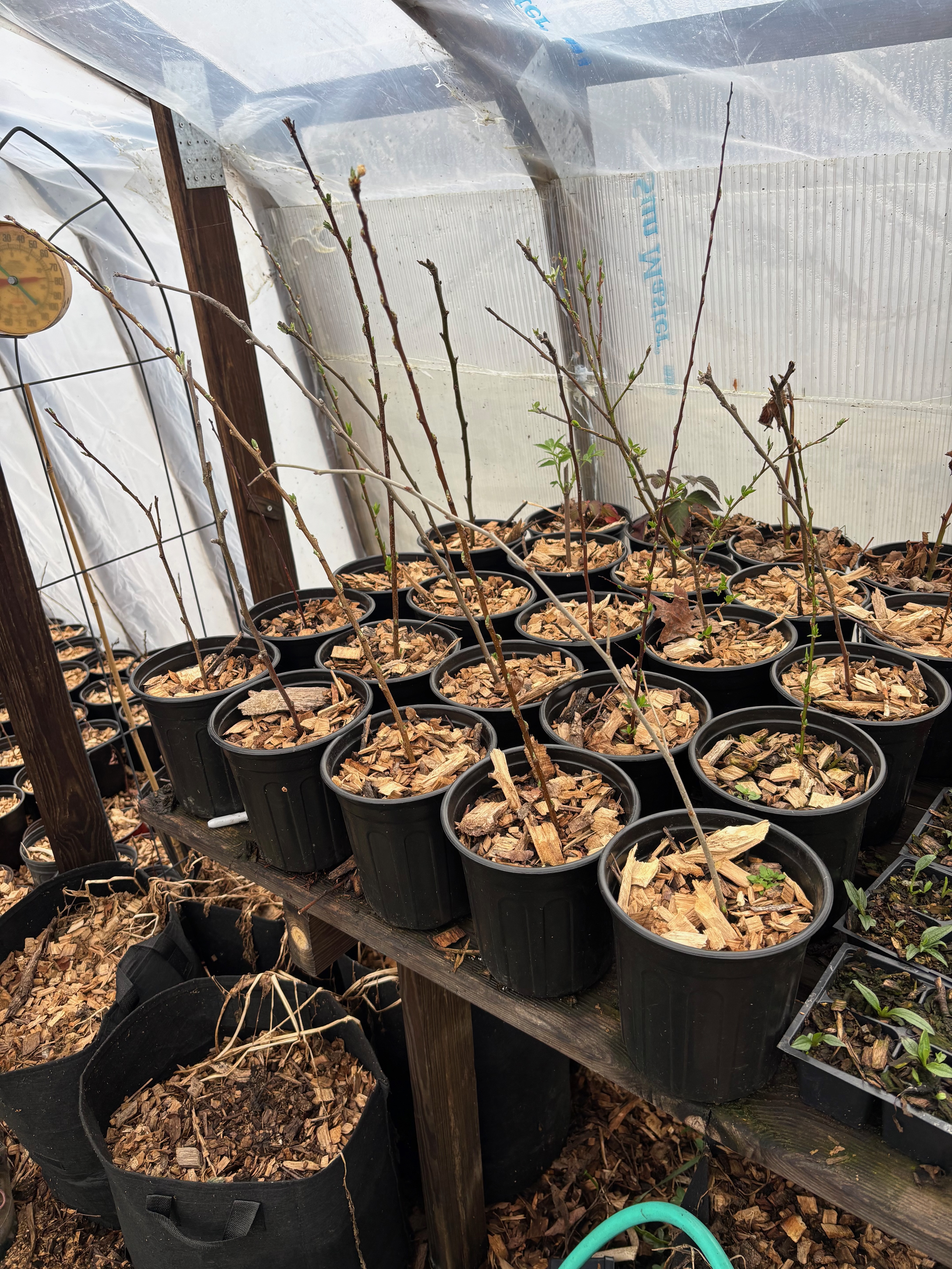 Greenhouse with potted bare-root cuttings propagating in wood chip medium